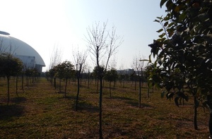 clip_image002.jpg